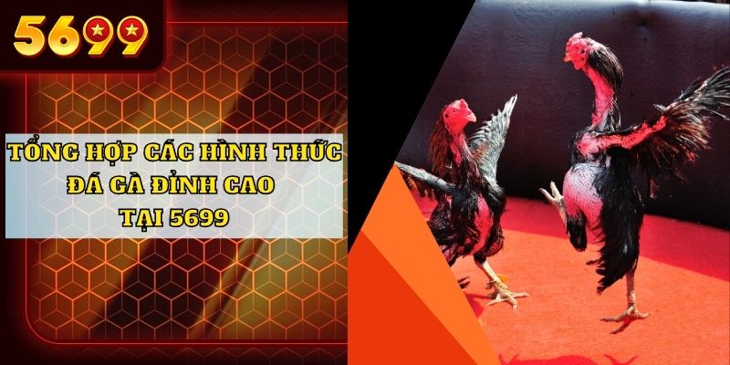 Tổng hợp các hình thức đá gà đỉnh cao tại 5699